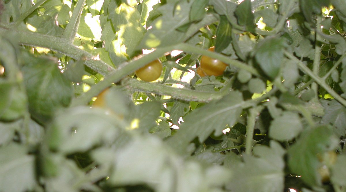 GrowMap tweet picture
