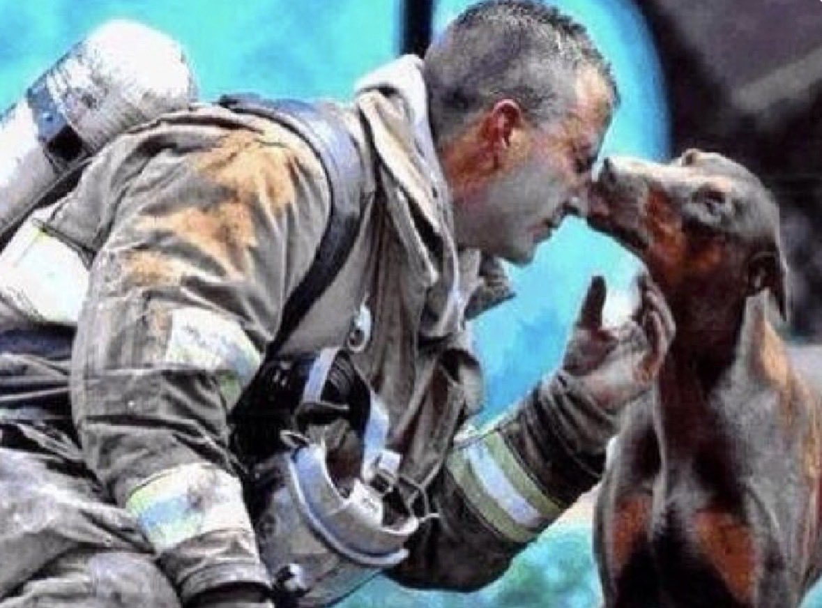 Gabriel_Cas_Cer's tweet photo. Una foto conmovedora.🥺

Una joven dóberman 🐕‍🦺, embarazada 🤰, acababa de ser rescatada de un incendio que había arrasado su hogar 🏚️. El bombero 👨‍🚒, arriesgando su vida, la sacó de entre las llamas y la llevó hasta el jardín 🌳 antes de volver a combatir el fuego.
Cuando el incendio estuvo controlado 💪, agotado, se sentó para recuperar el aliento 😮‍💨.
Un fotógrafo 📸 del periódico North Carolina News se dio cuenta de que la perra, a lo lejos, observaba al bombero 👀.
Ella se acercó lentamente, aún quemada, todavía temblando… y, en un gesto sencillo e increíblemente emotivo, se inclinó hacia él… y lo besó.
Él acababa de salvarle la vida — y la de sus futuros cachorros 🐾👶🐶.
El fotógrafo captó ese instante mágico, un momento puro de amor, gratitud y conexión entre dos seres que no tenían nada en común… excepto el coraje y la ternura ❤️👨‍🚒🐾.
Una imagen que lo dice todo, sin necesidad de palabras.