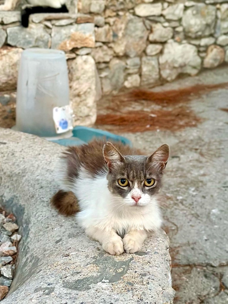 CatsofIraklia's tweet photo. Meet a beautiful wild female who lives on this tiny Greek island where we care for the Aegean #Cats and who’s just returned from being spayed at the nearest vet.
You can help the #cats by making a small donation to the Cats of Iraklia Summer Appeal. Purr!
https://t.co/eBupPyhtpP https://t.co/o5sAPgCQ8w