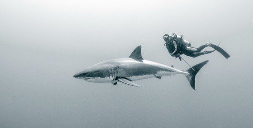 sharkincrisis's tweet photo. The shark has a mind of his own https://t.co/B2E84RQBM7