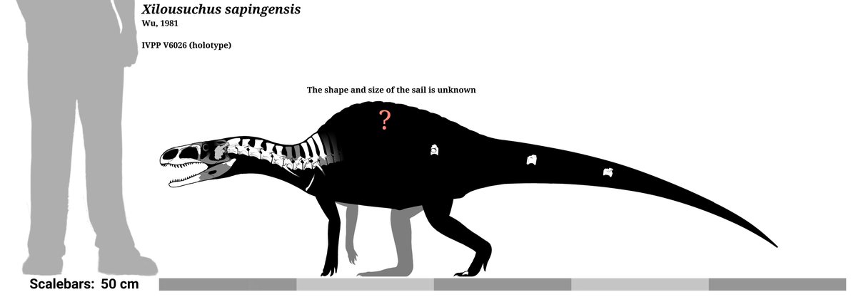 LiterallyMiguel's tweet photo. Xilousuchus, dated at 244.6 ± 2.8 Million years old, its the oldest named archosaurs, and a pretty derived one, indicating they diversified VERY early right after the Permian ended

and Stangerochampsa, a tiny-headed late cretaceous alligatorine with round, crushing teeth https://t.co/LkNLLUquis