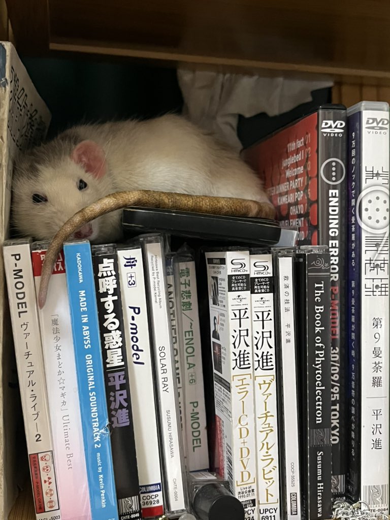 AurRiot's tweet photo. p-🐁 https://t.co/JNmwdrEtpq