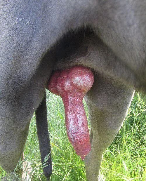 SweetJennylovx's tweet photo. Telegram: https://t.co/JjwftYymkV 

#dogknotting #artofzoo #knotty #doglover #dogwhore
#zoo
#knotted #animallovers #hypnotist #nfsw
#dogtrainer
#AsS
#Beastiality #weekendvibe #tits #Beast
#zoophillia
#dogpill #wanking #KnottedRP #Taboo
#Breeder
#SloppyKiss #nsfwtwt #trending https://t.co/XvdJXo8HJ0
