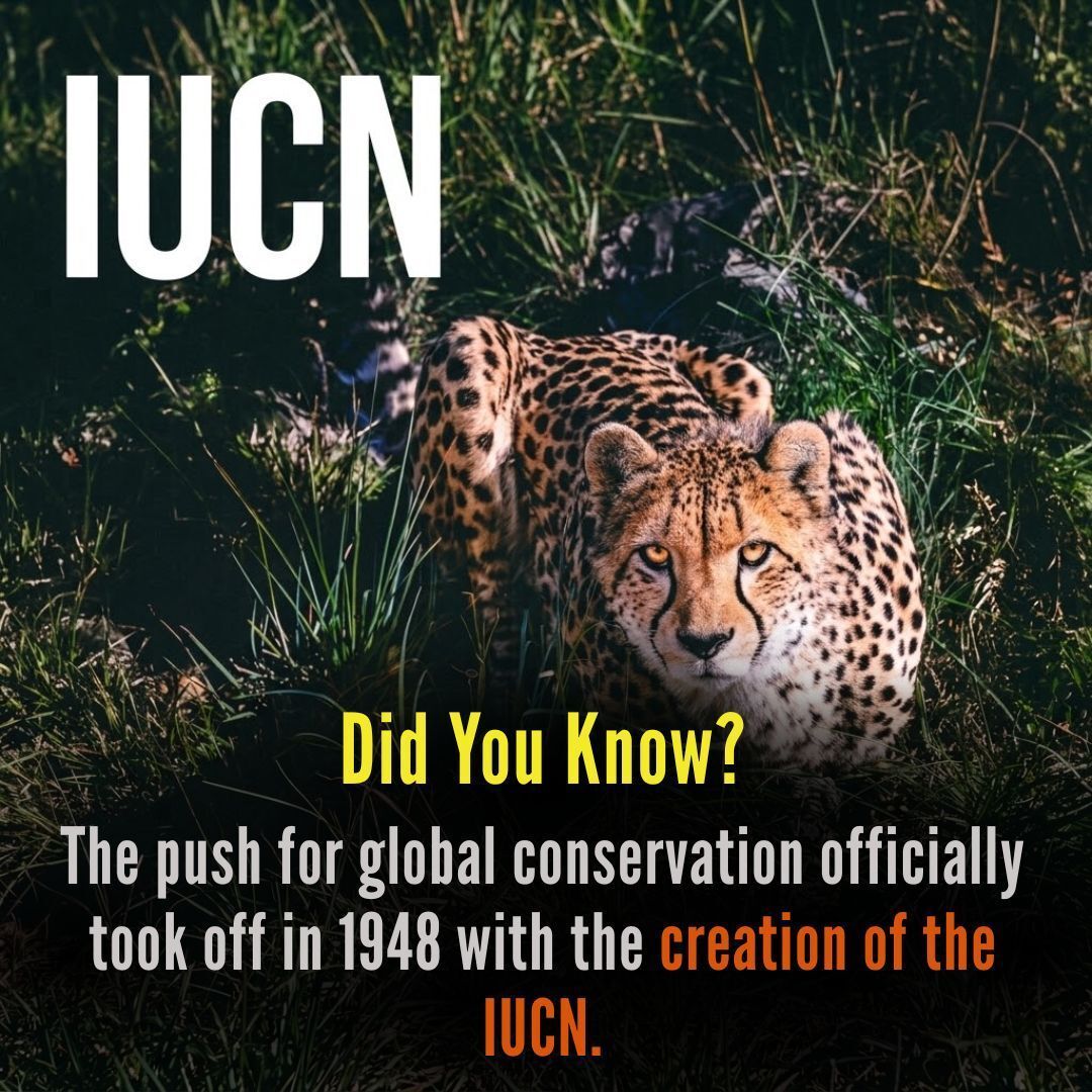 MrRookTalk's tweet photo. Happy World Nature Conservation Day! 
Observed on July 28, this day highlights the urgent need to protect our planet's delicate ecosystems. 

#WorldNatureConservationDay #ProtectOurPlanet #EcoFriendly #SaveTheEarth #GenZForNature #IUCN https://t.co/5qVWFieyHW