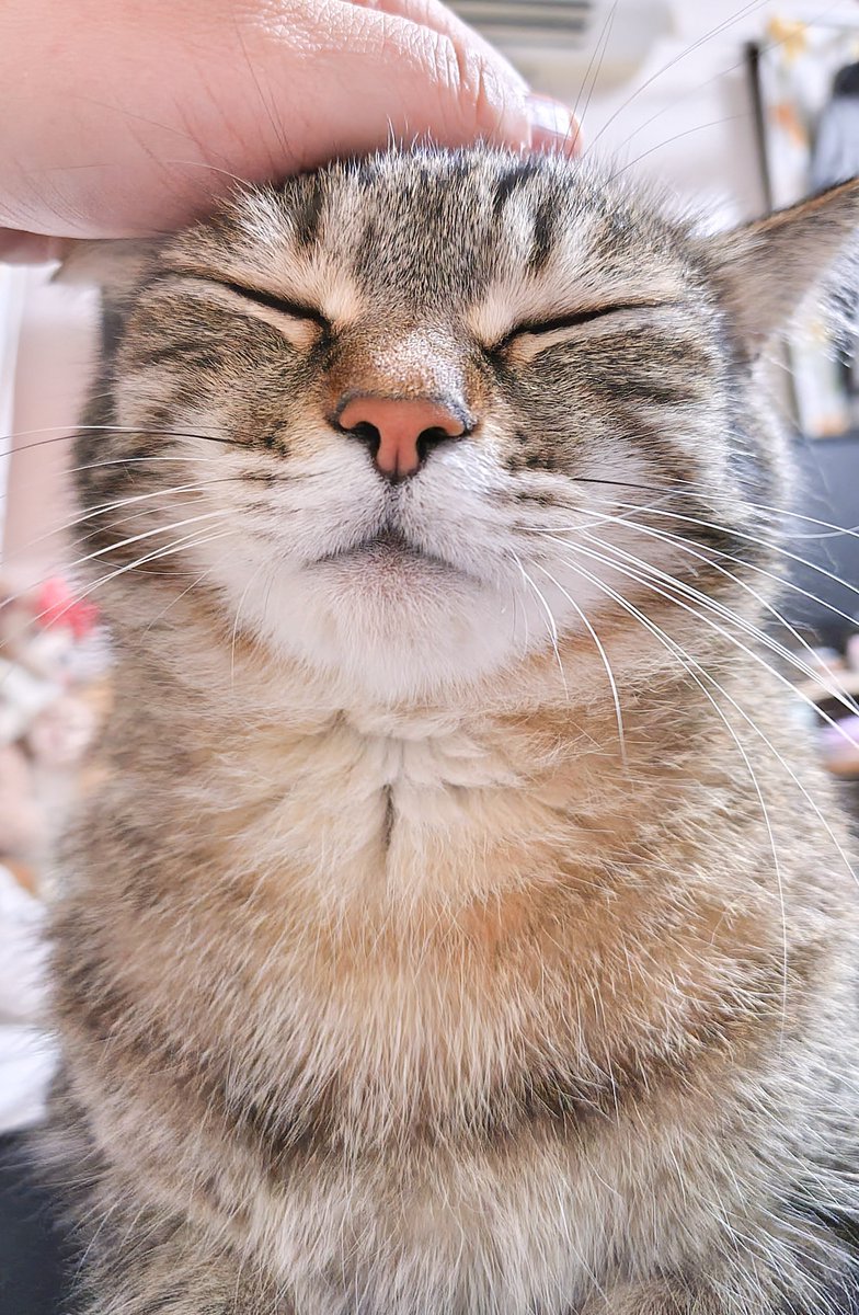 cat_56chan's tweet photo. おはよ〜朝のﾅﾃﾞﾅﾃﾞﾑｯﾌﾝ https://t.co/H0QEvmuCfV