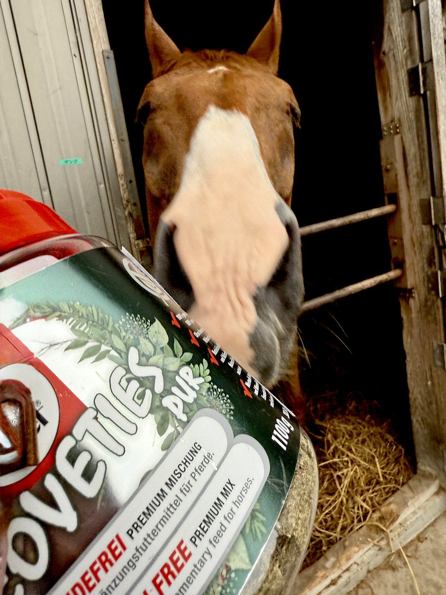 MeishoGenji's tweet photo. おはよう☀️

クッキー🍪をもらってニコニコのボク🐴☘ ̖́- https://t.co/D51A0TOvwW