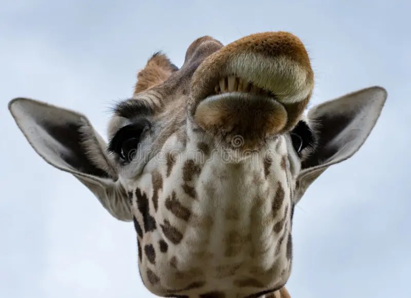 PeculiarGiraffe's tweet photo. @MtnDoe Stop talking… https://t.co/ta4hjWIaRe