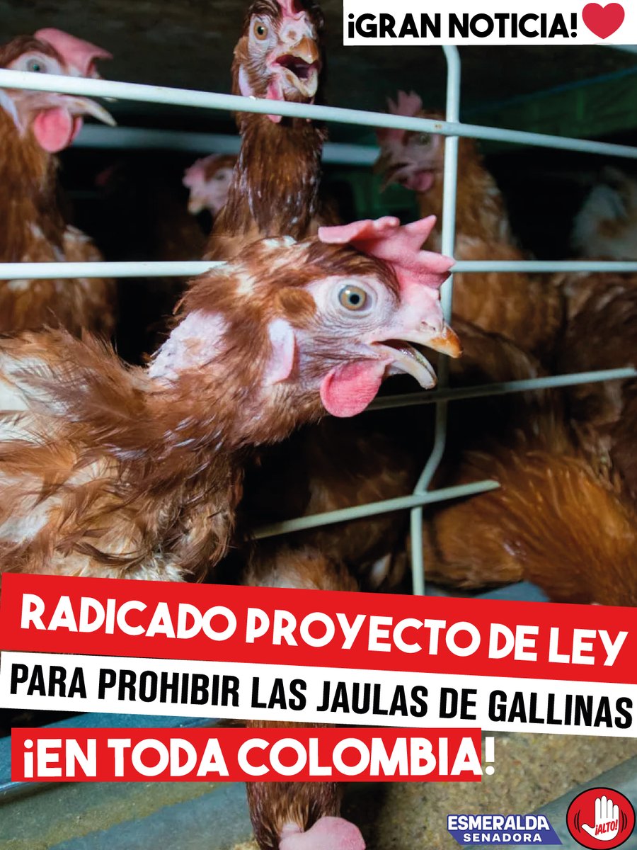 PlataformaALTO's tweet photo. ATENCIÓN Radicado proyecto de ley para prohibir las crueles jaulas en las que sufren millones gallinas en  Colombia
Ellas viven confinadas, sin poder extender sus alas, caminar, o anidar  💔🐓
¿Apoyas este proyecto?

Autoría de Esmeralda Hérnandez, con apoyo de Plataforma ALTO https://t.co/LzfXCxUKOt
