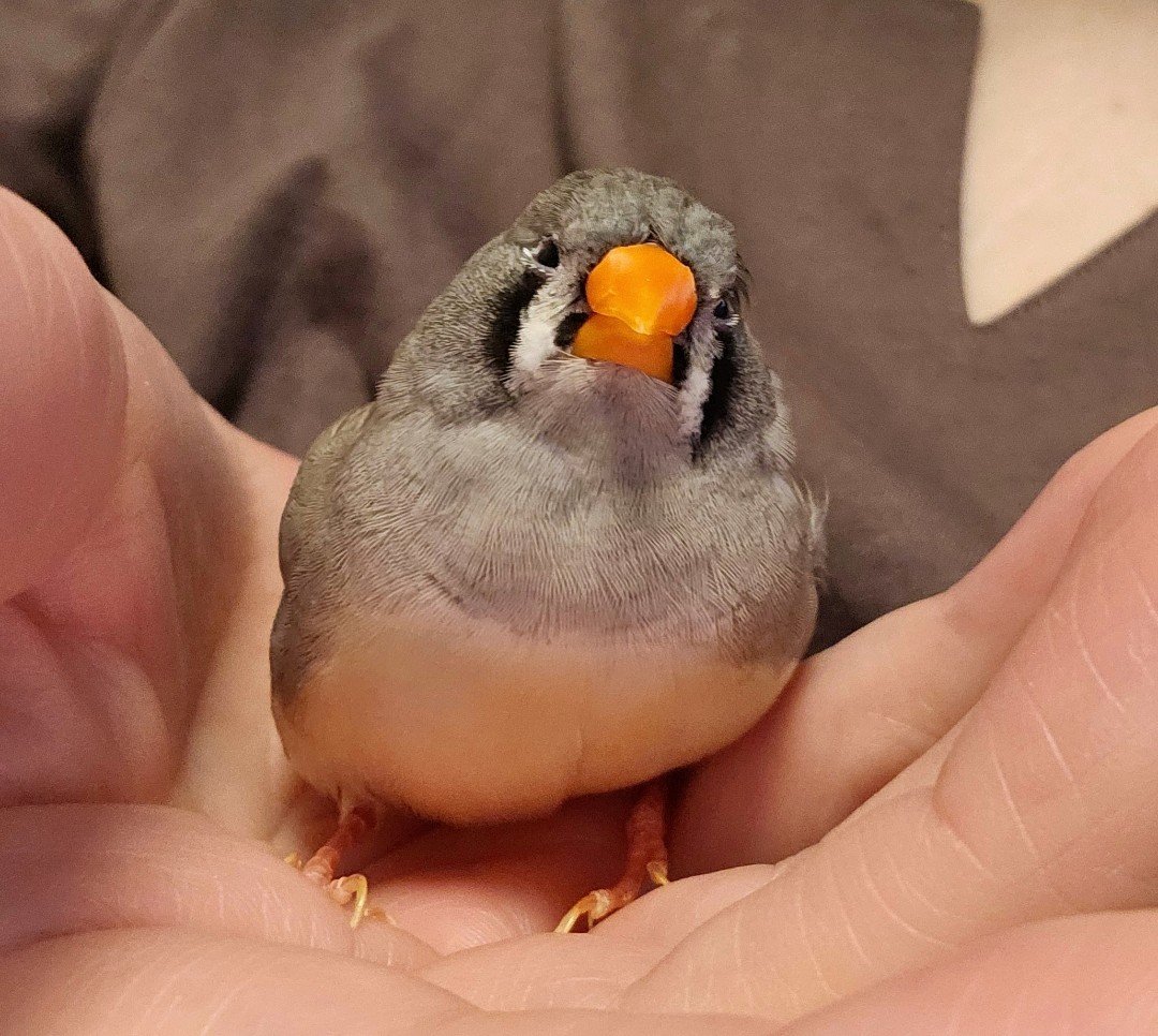 green_rose1010's tweet photo. 🦜小鳥タロット
今日のカード
『ソードの5 逆位置』

先週
キンカチョウの「くー」は
小さな卵を産みました🥚

今日は　籠の外に出てきて
パクパクごはんを食べて
その後　
ゆっくり羽を整えて
穏やかな時間を過ごし
また🥚のもとへ…

頑張ったあとの
静かな時間は
心も体もいたわる　
大切な時間だね https://t.co/NtkPiaCoky