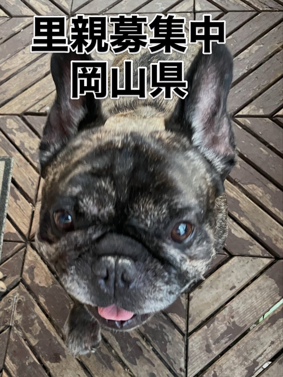 cassy96621's tweet photo. 里親募集中‼️
リヴァィくん🐾
お庭お散歩が
大好きですね🐶

#里親募集中
#保護犬
#フレンチブルドッグ
#殺処分ゼロ https://t.co/kGPPv1tlM5