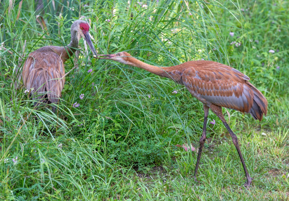 JocAPhotography's tweet photo. A Sandhill Crane offers their young one some sort of plant material chunk. I believe it's a water lily root. https://t.co/gMil4Cmhnn