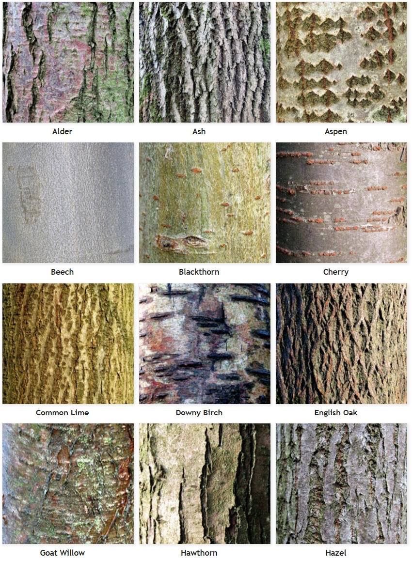 __Lily__pond's tweet photo. Been learning about how to identify trees.. Many of which do not even grow in my region https://t.co/ML31z6OXTt