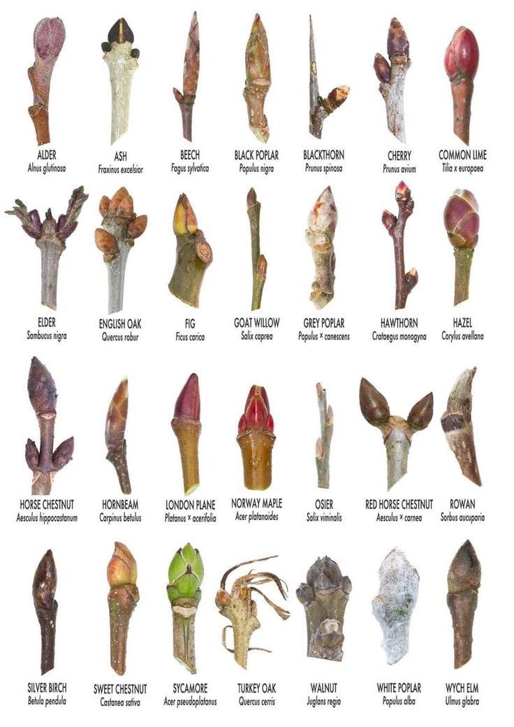 __Lily__pond's tweet photo. Been learning about how to identify trees.. Many of which do not even grow in my region https://t.co/ML31z6OXTt
