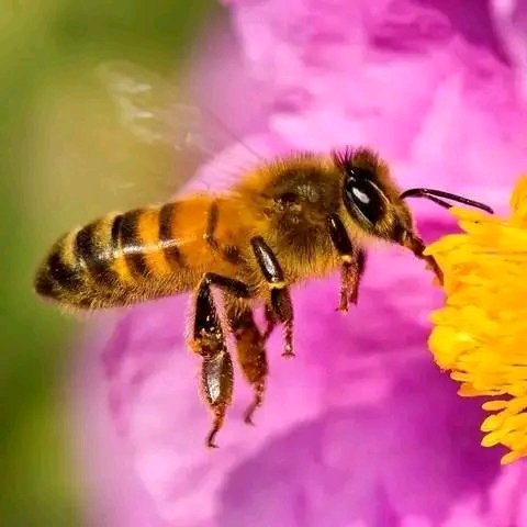 rgaytanad's tweet photo. 🐝 🐝🐝
Sabías que una cucharada de 🍯 miel es suficiente para mantener vivo a una persona durante 24 horas?
 ¿Sabías que una de las primeras monedas del mundo tenía el símbolo de una abeja?
 ¿Sabías que la miel contiene enzimas vivas?
 ¿Sabías que en contacto con una cuchara de https://t.co/BHcfonEXlF