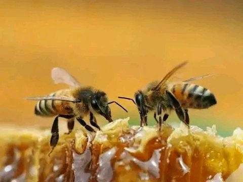 rgaytanad's tweet photo. 🐝 🐝🐝
Sabías que una cucharada de 🍯 miel es suficiente para mantener vivo a una persona durante 24 horas?
 ¿Sabías que una de las primeras monedas del mundo tenía el símbolo de una abeja?
 ¿Sabías que la miel contiene enzimas vivas?
 ¿Sabías que en contacto con una cuchara de https://t.co/BHcfonEXlF