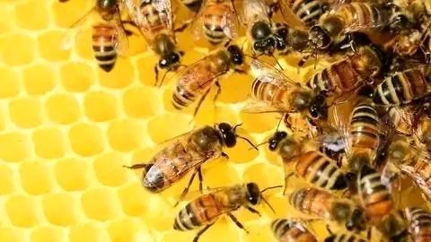 rgaytanad's tweet photo. 🐝 🐝🐝
Sabías que una cucharada de 🍯 miel es suficiente para mantener vivo a una persona durante 24 horas?
 ¿Sabías que una de las primeras monedas del mundo tenía el símbolo de una abeja?
 ¿Sabías que la miel contiene enzimas vivas?
 ¿Sabías que en contacto con una cuchara de https://t.co/BHcfonEXlF
