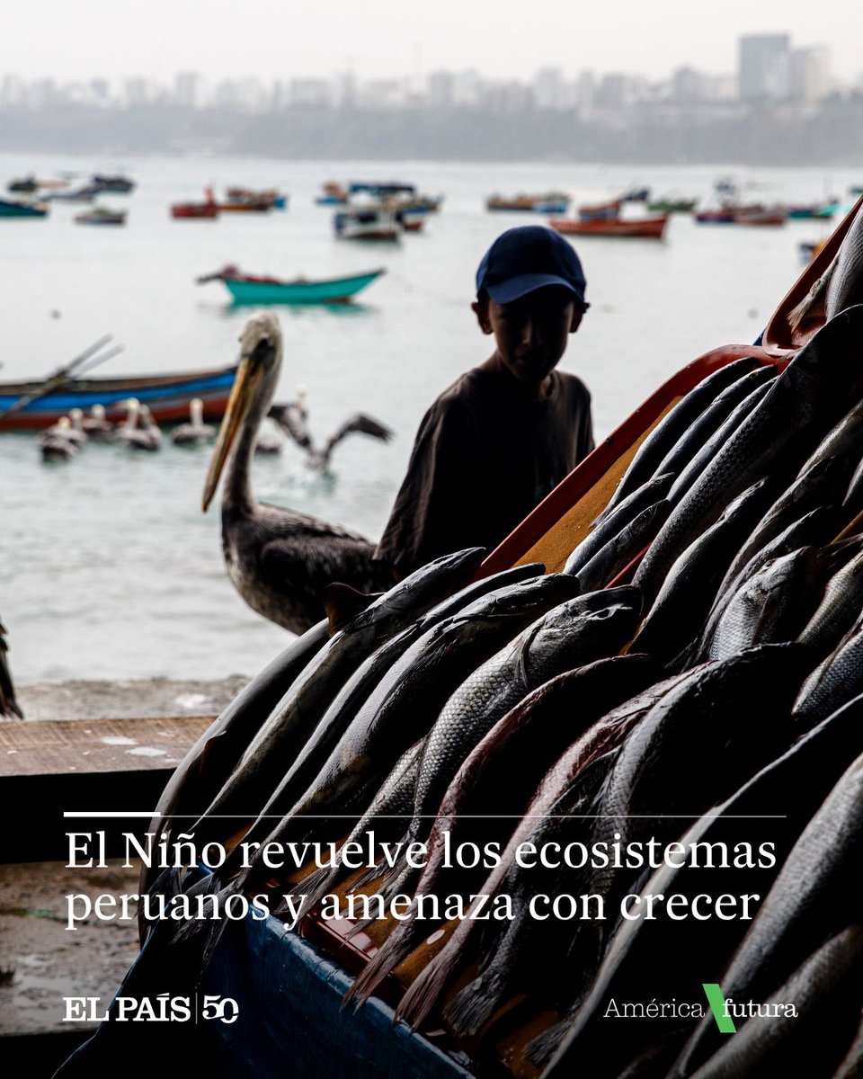 elpais_america's tweet photo. El fenómeno impacta la pesca, la agricultura y la industria textil. Ni el Estado peruano ni el nuevo Gobierno parecen preparados para enfrentarlo https://t.co/ORWCfOvPha https://t.co/aGe1phlGc5