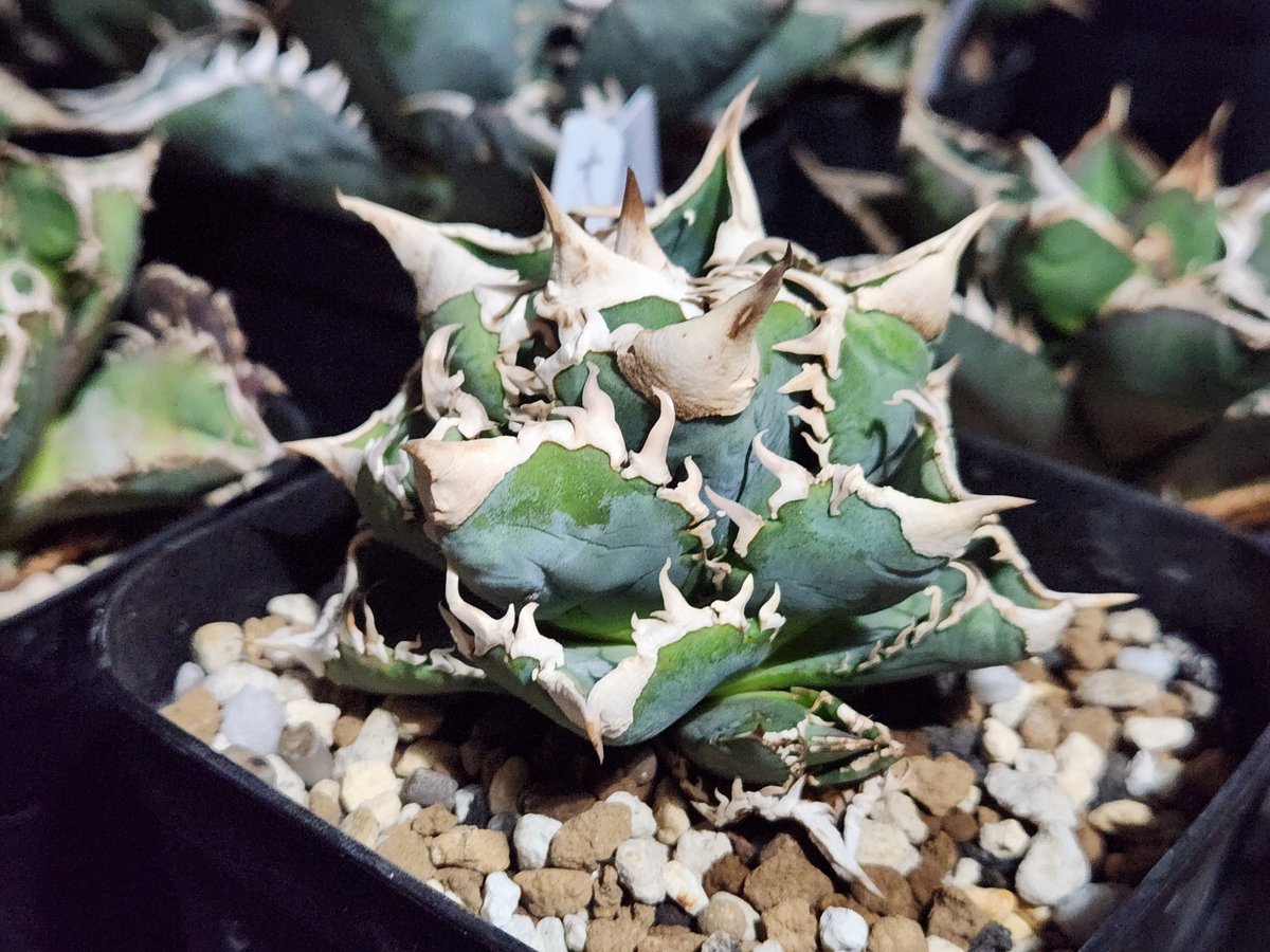 Chickenplants tweet picture