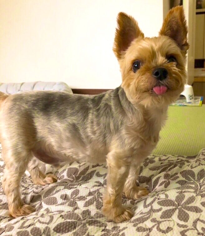 💕🐶😊ﾖｰｸｼｬﾃﾘｱ੯‧̀͡u♡… サマータイム制を利用して30分 早く仕事を