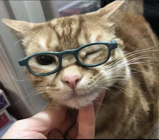PunchingCat's tweet photo. https://t.co/494QS5fFwC