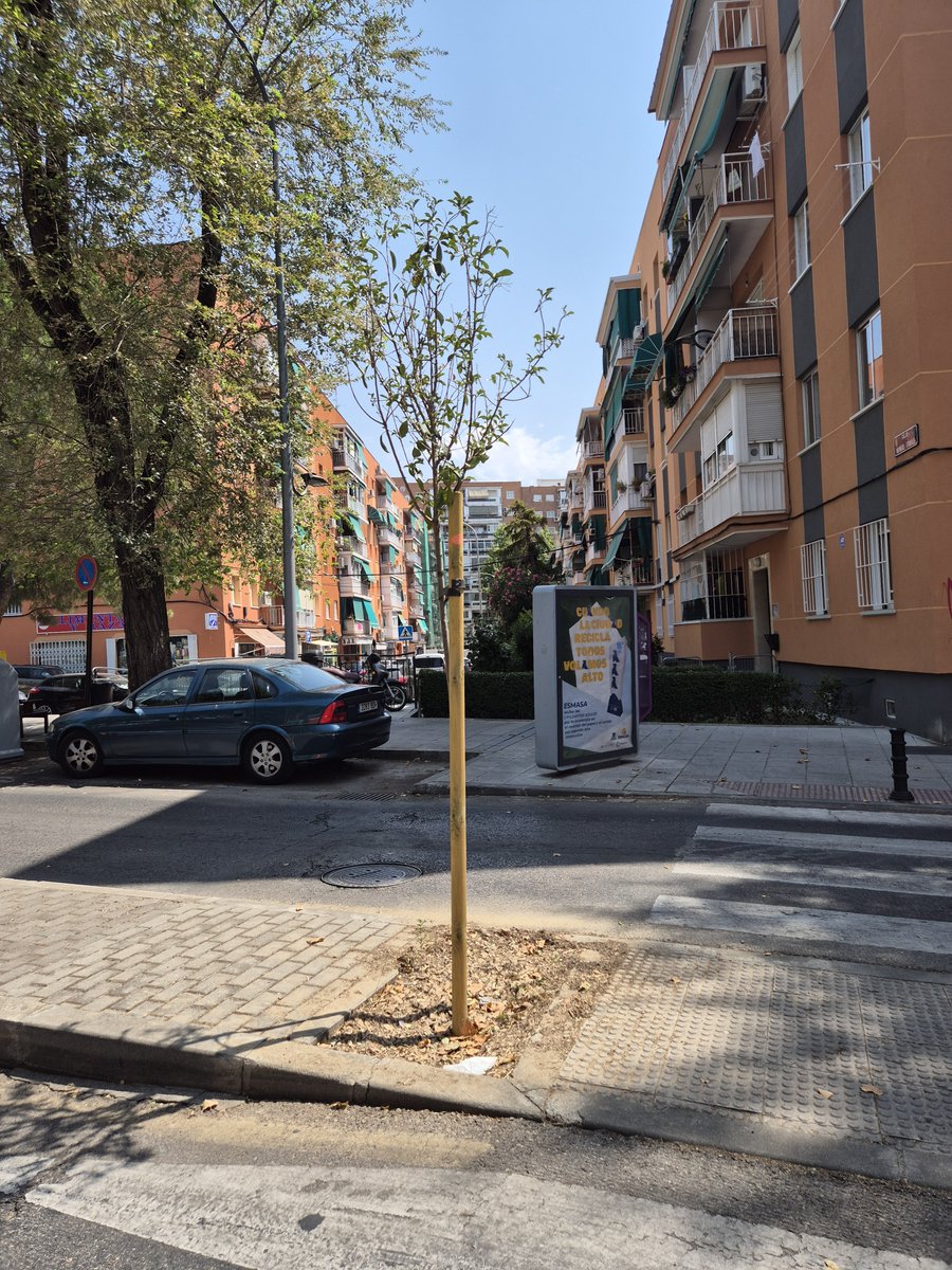 ChrisViceBece's tweet photo. @AytoAlcorcon estos dos arboles estan en la calle cantos con zamora. Se plantaron el mismo dia. El de la izquierda lo habeis regado 3 veces en 3 meses, el otro lo riego yo casi todos los dias bajando agua de mi casa.

Teneis la capacidad mental de ver las diferencias? https://t.co/fcHApOvYTA