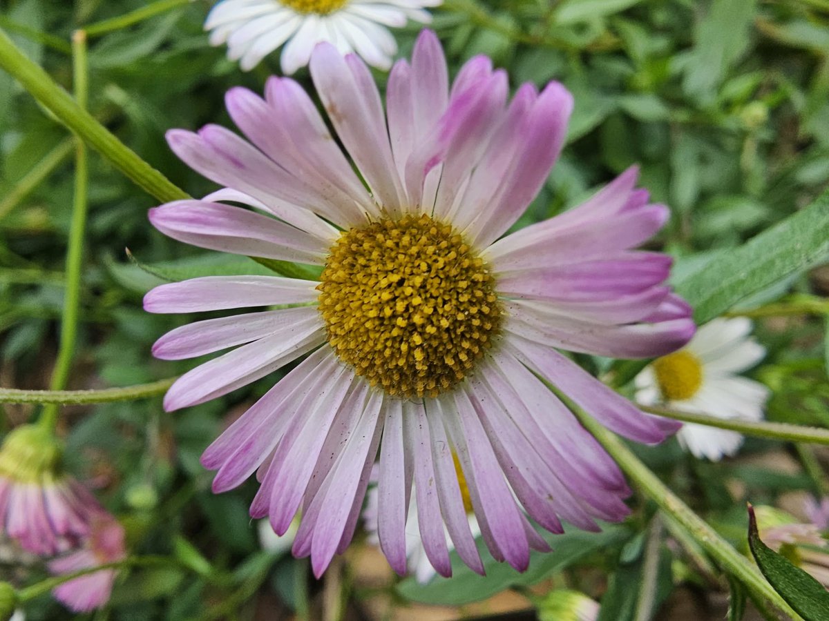 J_Bella_S's tweet photo. #TinyFlowerTuesday
Where flowers bloom so does hope. #PhonePhotography #NatureLover https://t.co/jt8eq5fAv5