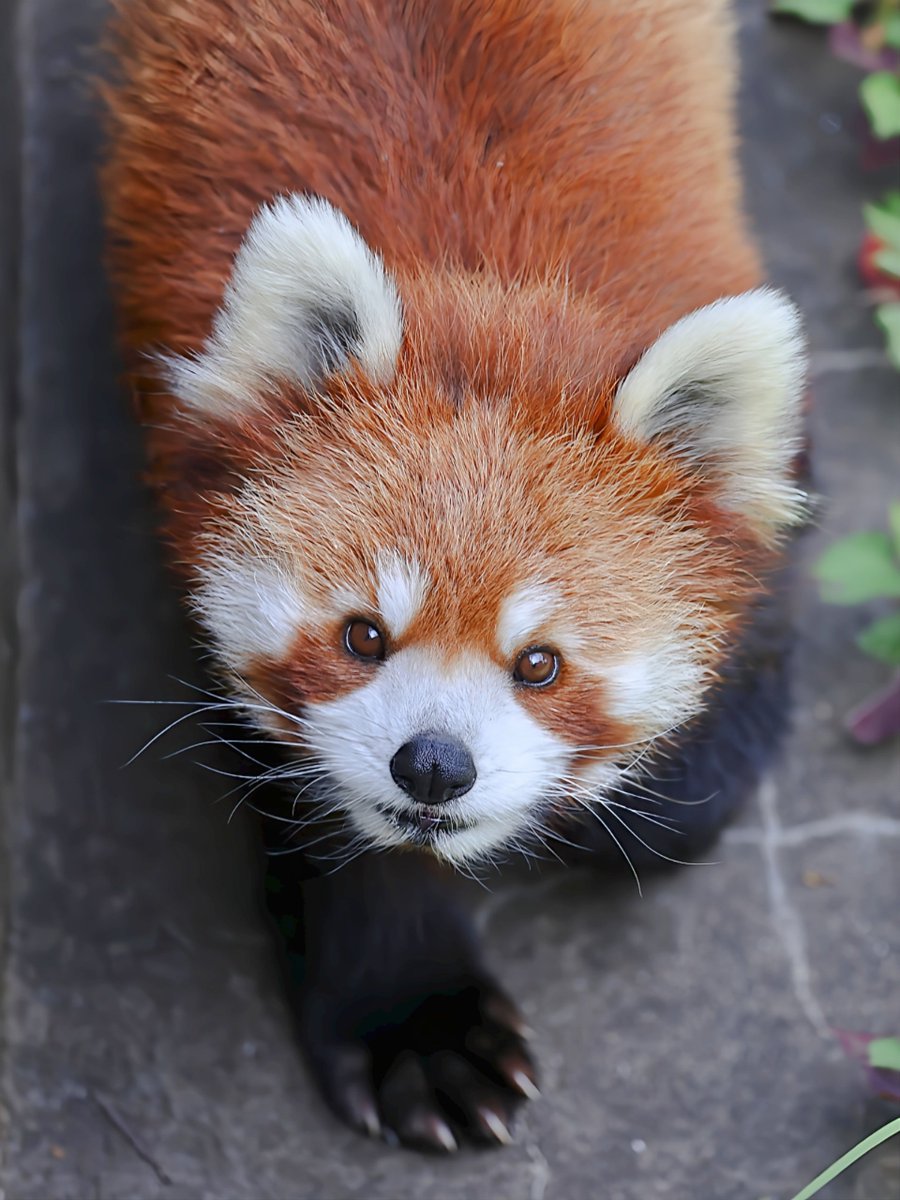 quadrail1406's tweet photo. 「なんかちょーだい?🥰」
 #レッサーパンダ
 #千葉市動物公園
 #みい
ちょっと嫌なことあってポスト控えてたけど、
推しのみいちゃんの顔みて元気出す🥰
やっぱり可愛い♥️ https://t.co/7igkQixOs6