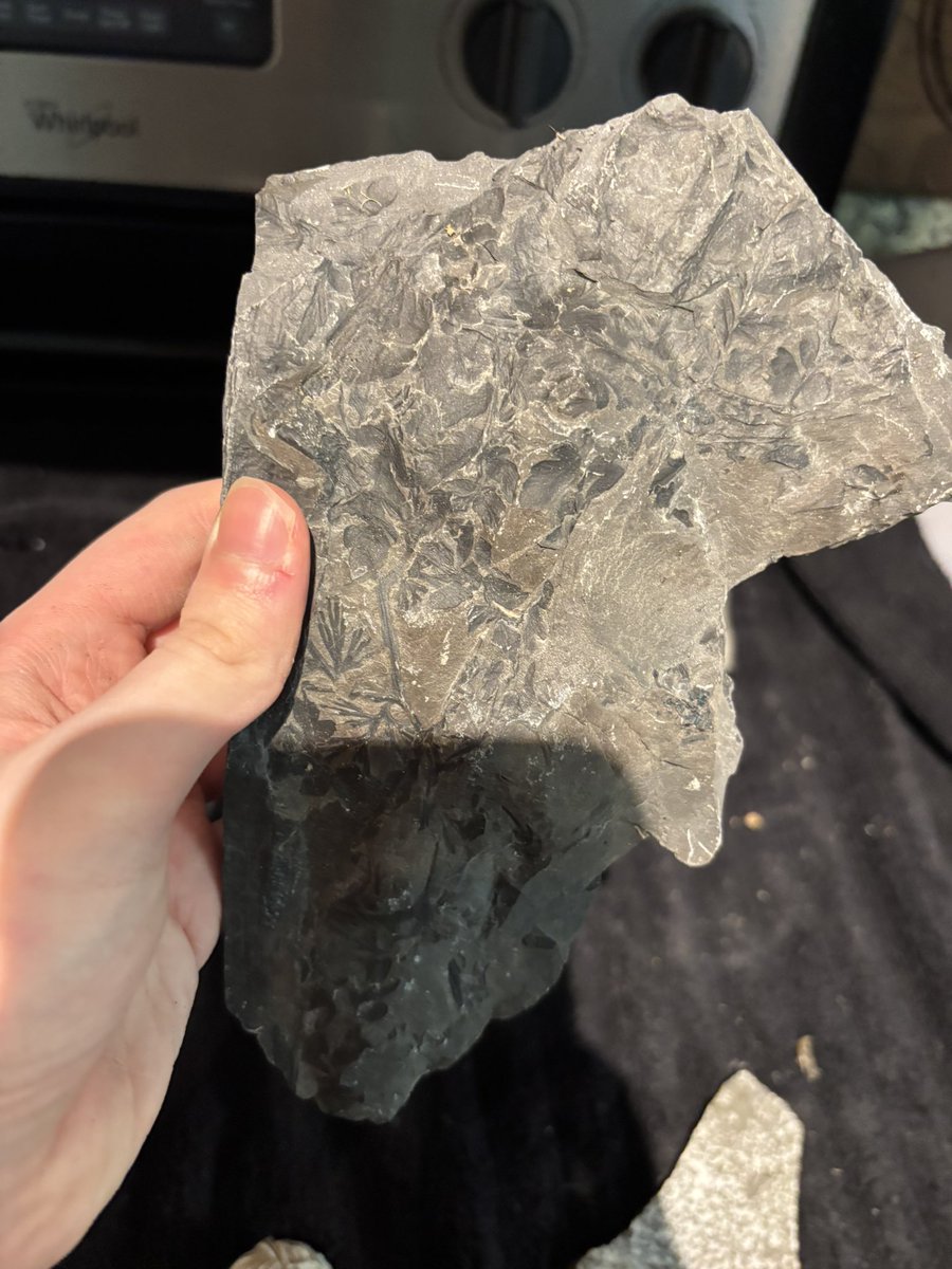 CoffiCrow's tweet photo. My grandpa used to work in a coal mine and he just gave me a bunch of fossil for my birthday I can recognize most of them but I don’t know what these three are .
Any ideas ? https://t.co/urXbbVgwRY