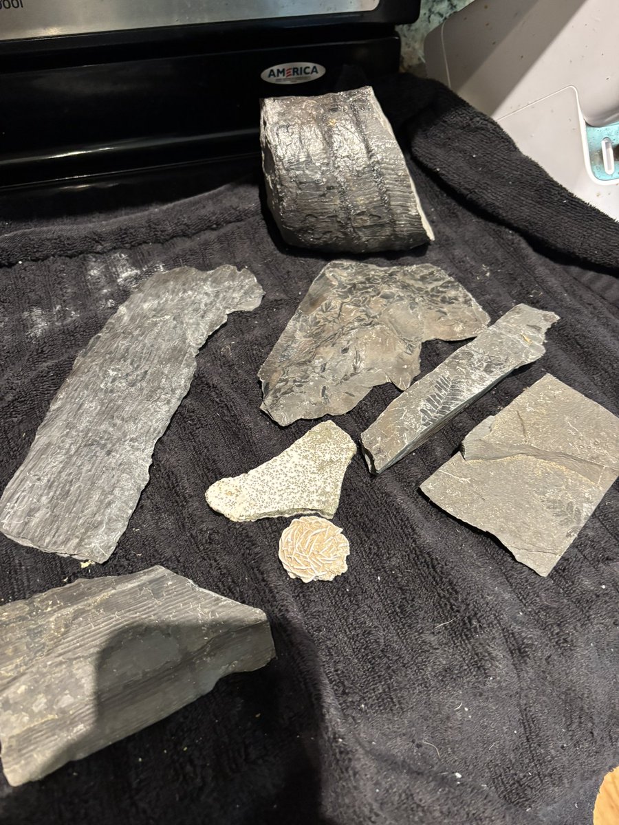 CoffiCrow's tweet photo. My grandpa used to work in a coal mine and he just gave me a bunch of fossil for my birthday I can recognize most of them but I don’t know what these three are .
Any ideas ? https://t.co/urXbbVgwRY