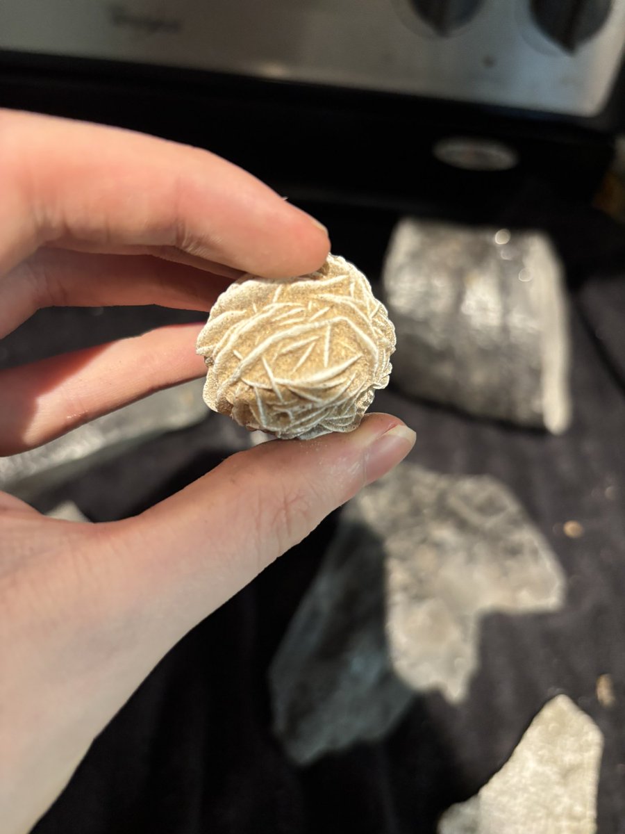 CoffiCrow's tweet photo. My grandpa used to work in a coal mine and he just gave me a bunch of fossil for my birthday I can recognize most of them but I don’t know what these three are .
Any ideas ? https://t.co/urXbbVgwRY