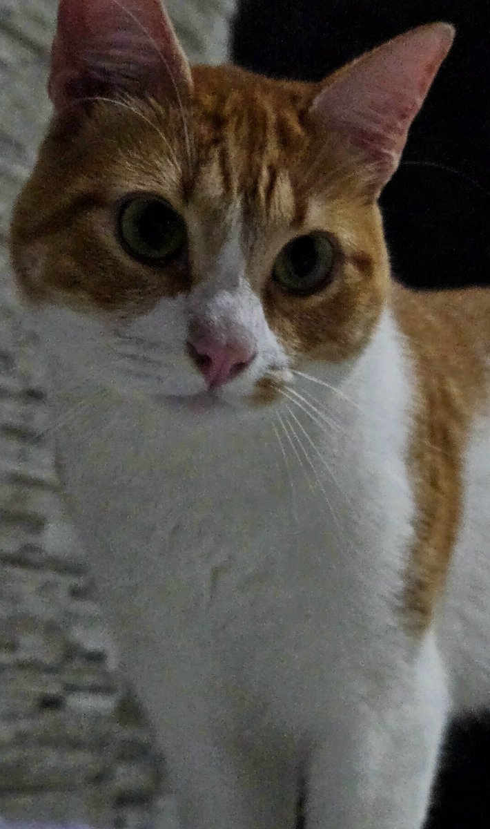 forestvmin's tweet photo. hoje o emilio ta fazendo 2 aninhos gente😭 https://t.co/vLtJCQIZl4