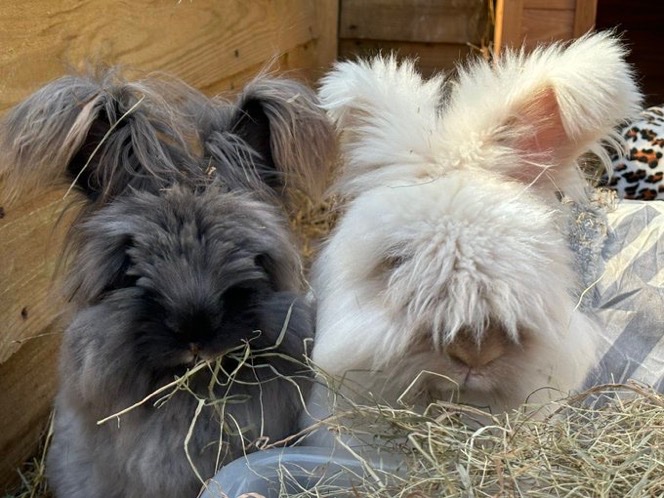 carrotcottagerr's tweet photo. Goodnight everybun from Bruce and Bonnie🐰 https://t.co/TODDI2ZtE0