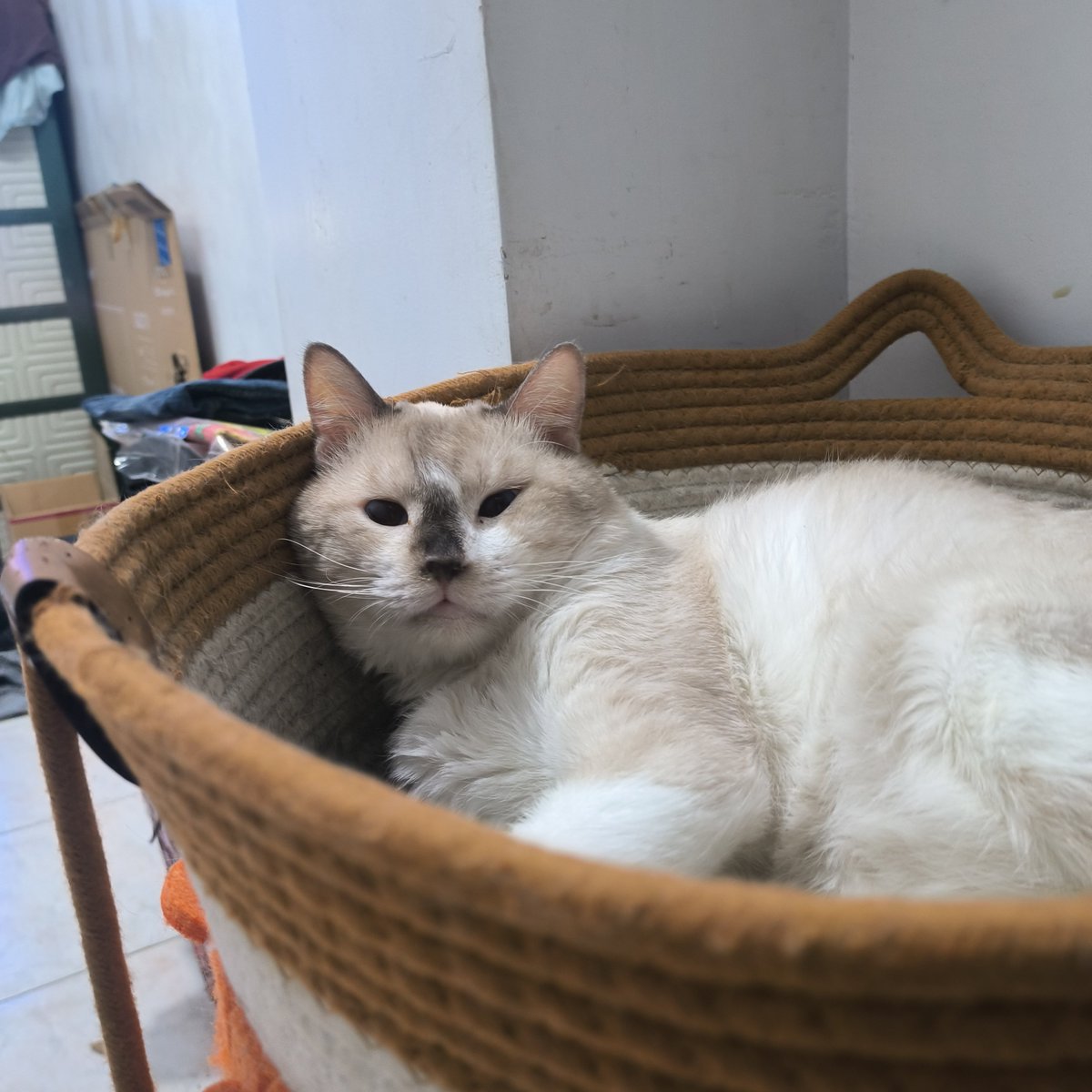 alltimevion's tweet photo. There's nothing more painful than losing you. You weren't just a pet or a cat, you're my everything and I know I was your everything too. 

I miss you so much. I hope you're in a better place now, the world doesn't deserve you. Love na love kita, more than you'll ever know. https://t.co/uVPIYEZQkG