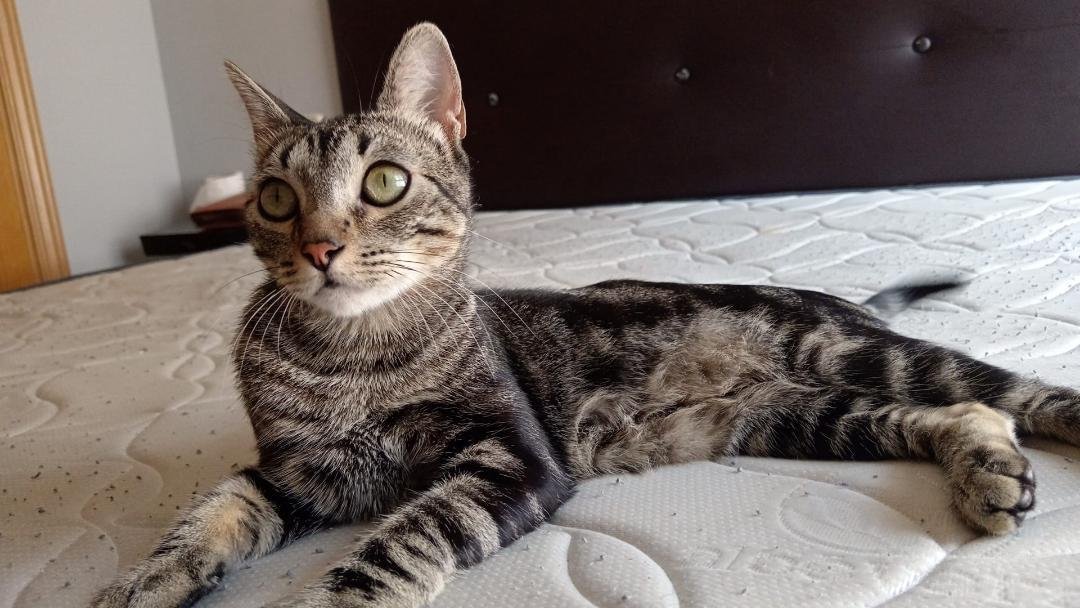 SilviaMylo's tweet photo. Tiene poco más de un añito y apareció llorando en unas colonias 😭
No se lo pueden quedar 😞
Por favor ayuda difundid para que encuentre una buena familia 🙏🏻
Está en Madrid, puede viajar,  611600445 https://t.co/MxPS298eqJ
