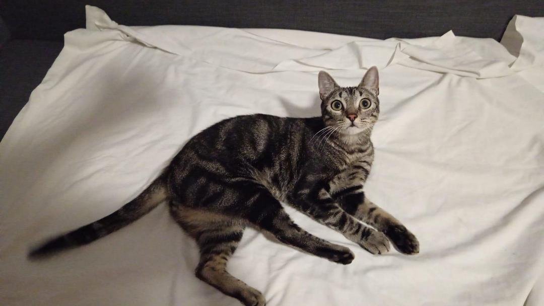 SilviaMylo's tweet photo. Tiene poco más de un añito y apareció llorando en unas colonias 😭
No se lo pueden quedar 😞
Por favor ayuda difundid para que encuentre una buena familia 🙏🏻
Está en Madrid, puede viajar,  611600445 https://t.co/MxPS298eqJ