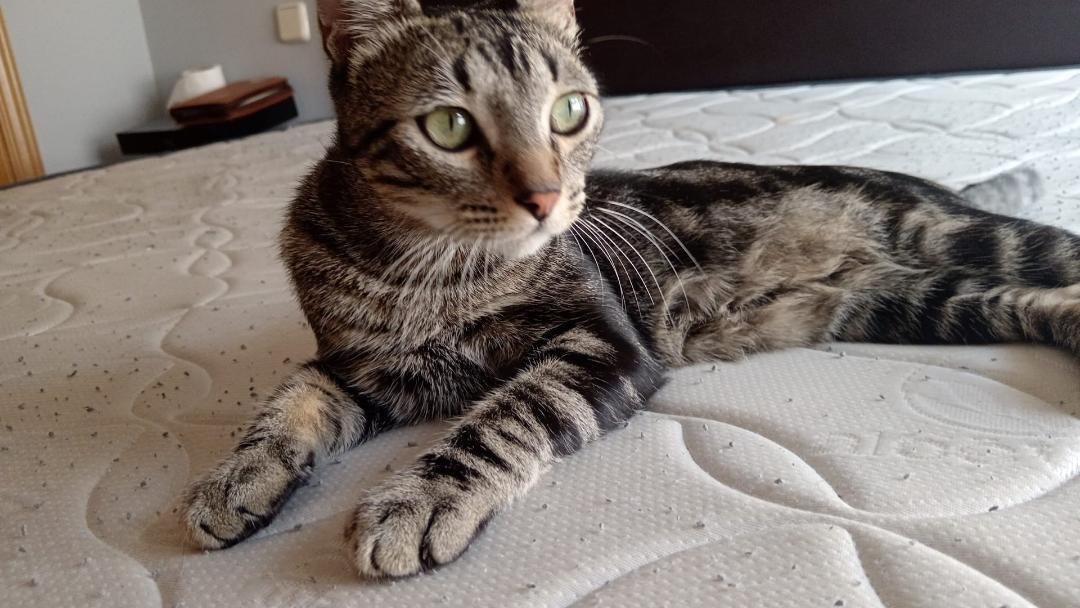 SilviaMylo's tweet photo. Tiene poco más de un añito y apareció llorando en unas colonias 😭
No se lo pueden quedar 😞
Por favor ayuda difundid para que encuentre una buena familia 🙏🏻
Está en Madrid, puede viajar,  611600445 https://t.co/MxPS298eqJ