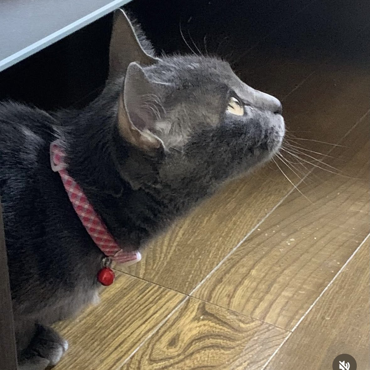 natsume_nnn_'s tweet photo. 熊本県熊本市中央区 藤崎宮付近

地震で開いてしまった窓から猫が脱走してしまいました

グレーの毛並みと黄色の目
スラッとした体型
赤い首輪をしています
名前は『グレー』
少し臆病な性格

些細なことでもいいのでご連絡いただけると幸いです

#迷子猫  #熊本 https://t.co/qawUPziiOo