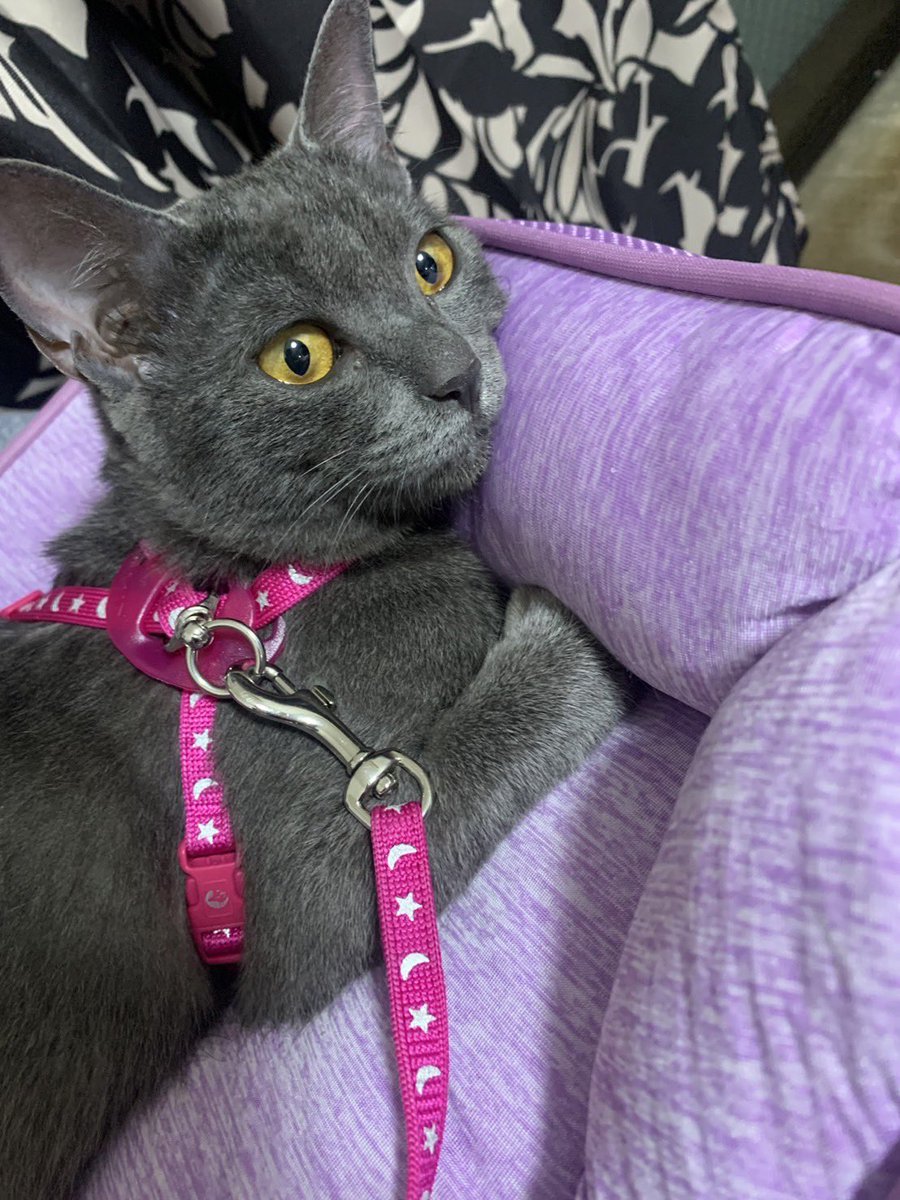 natsume_nnn_'s tweet photo. 熊本県熊本市中央区 藤崎宮付近

地震で開いてしまった窓から猫が脱走してしまいました

グレーの毛並みと黄色の目
スラッとした体型
赤い首輪をしています
名前は『グレー』
少し臆病な性格

些細なことでもいいのでご連絡いただけると幸いです

#迷子猫  #熊本 https://t.co/qawUPziiOo