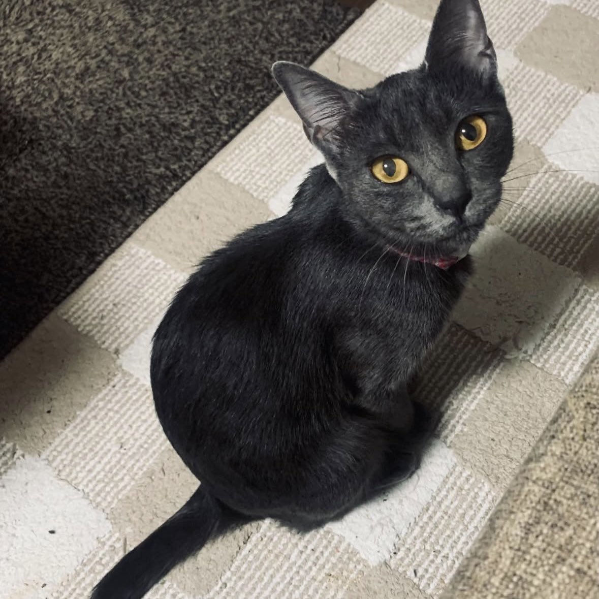natsume_nnn_'s tweet photo. 熊本県熊本市中央区 藤崎宮付近

地震で開いてしまった窓から猫が脱走してしまいました

グレーの毛並みと黄色の目
スラッとした体型
赤い首輪をしています
名前は『グレー』
少し臆病な性格

些細なことでもいいのでご連絡いただけると幸いです

#迷子猫  #熊本 https://t.co/qawUPziiOo