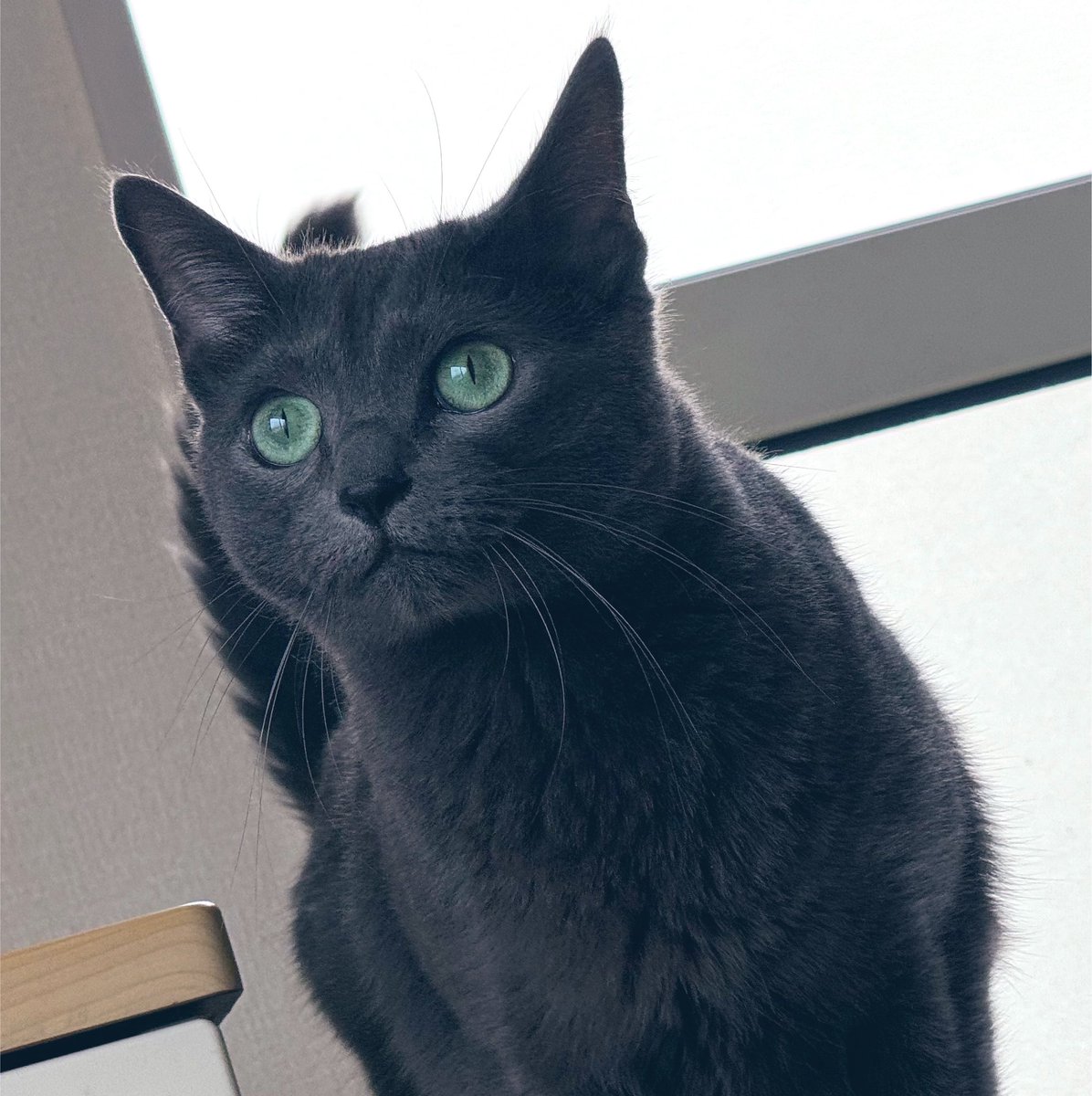 neko_days's tweet photo. おはようございます。 https://t.co/86hlxLuvDv
