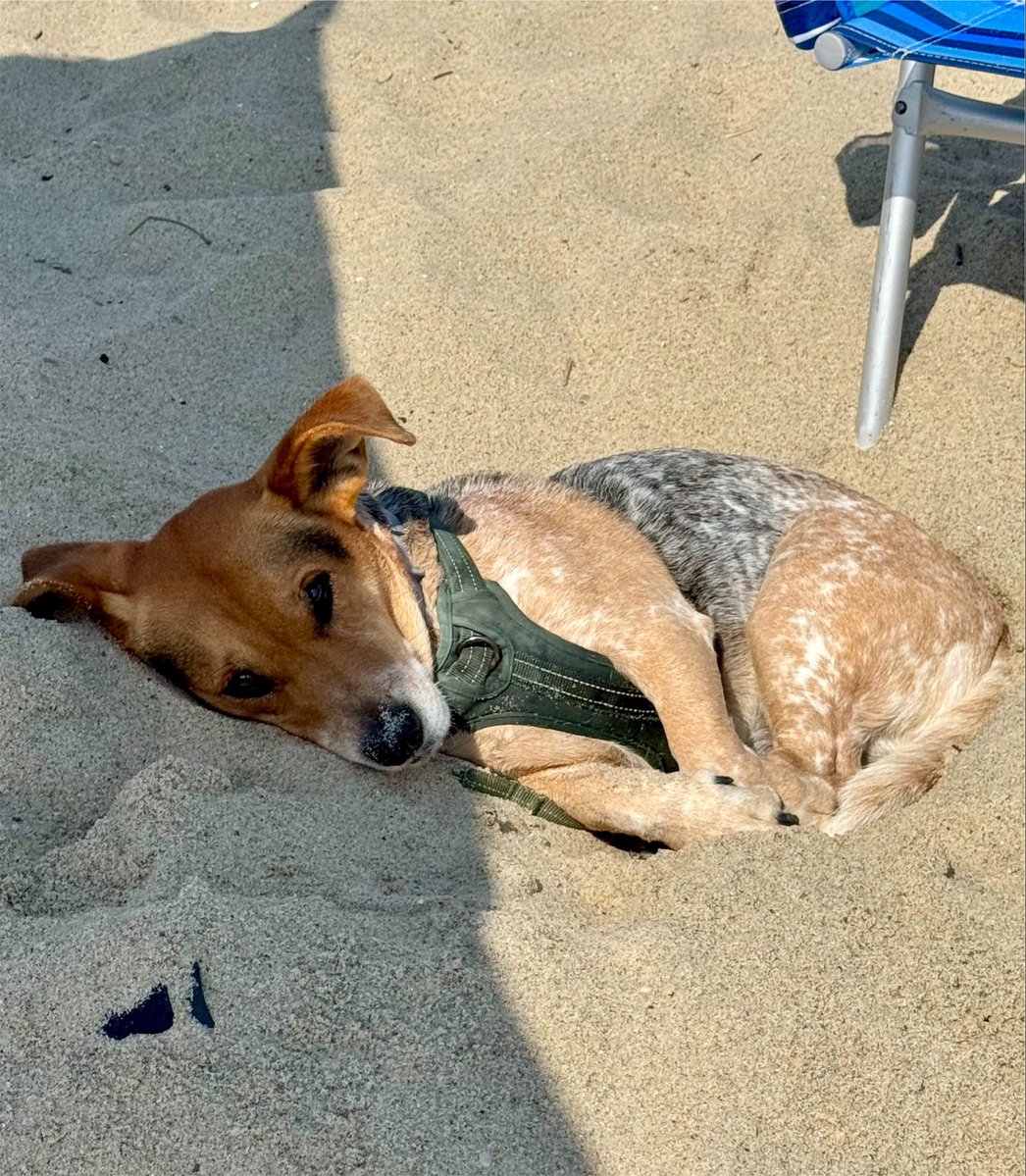 svershbow's tweet photo. Another perfect day of digging holes on the beach. https://t.co/hEO6JnXkec