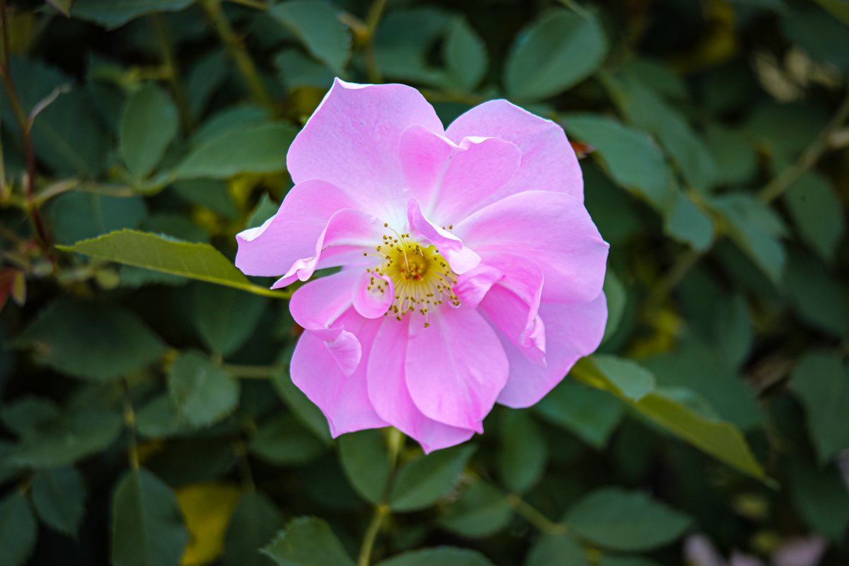 yoitenkidesune9's tweet photo. #薔薇 https://t.co/8ZalTs39T6