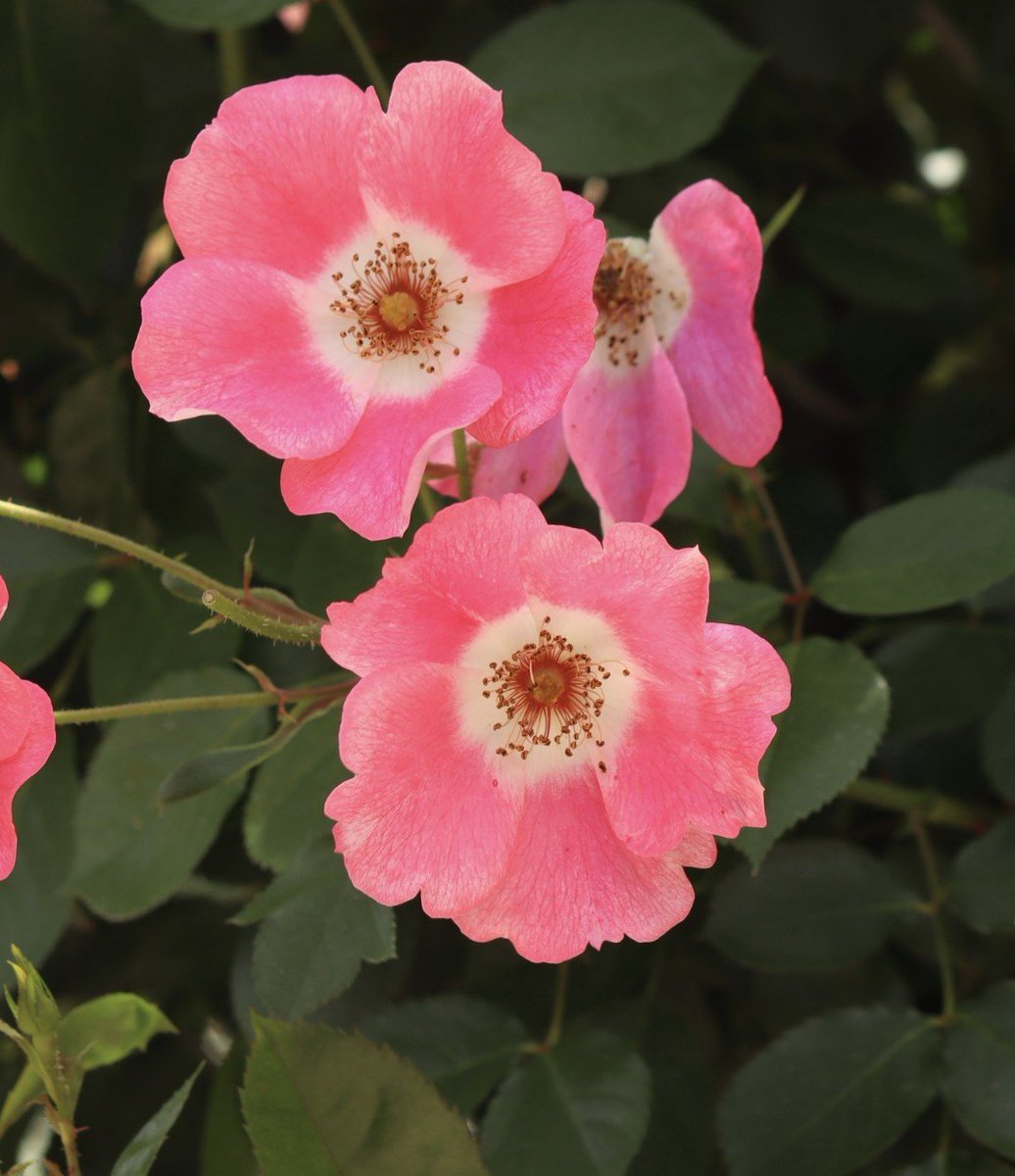 yoitenkidesune9's tweet photo. #薔薇 https://t.co/8ZalTs39T6