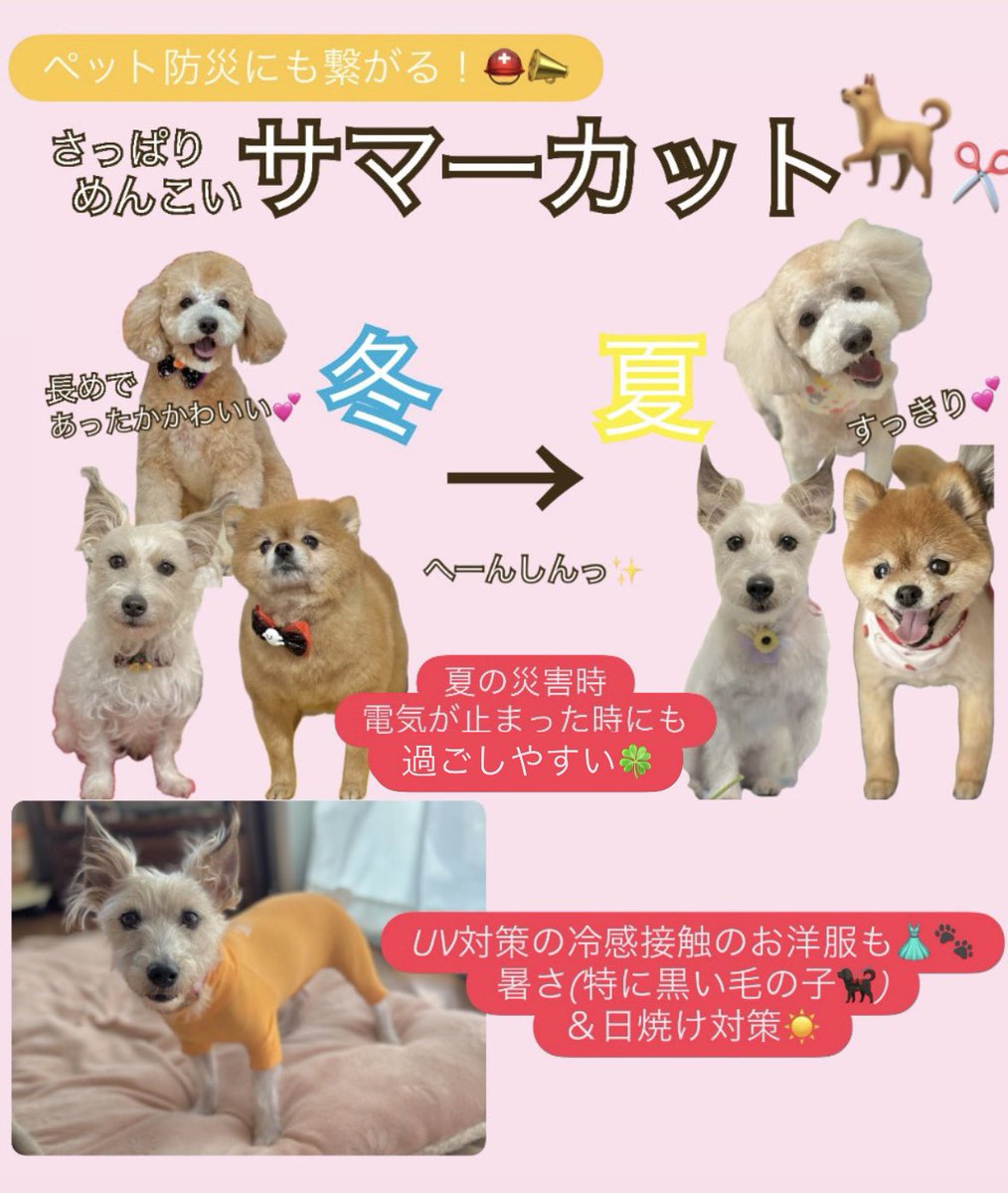 Otonon0128nikki's tweet photo. day 2095🍀

皆様、地震の被害は大丈夫でしょうか？
突然の大きな揺れにびっくりされたことと思います。

◉ペット防災⛑️🐾

・避難所で必須となる愛犬の命を守るクレート🏠

・準備しておくと安心！避難グッズ💨

・電気が止まっても過ごしやすい サマーカット🛁✂️

災害時、ご家族にペットがいる方はまず #同行避難 を。
同行避難は、ペットだけではなく飼い主の安全を確保することにも繋がります⛑️🐾
#ペット災害危機管理士 #ペット防災 #地震

最後までお読み頂きありがとうございました🙇🏻‍♂️
皆様引き続き余震にお気をつけて、身の安全を守られてください🙏🏻⛑️