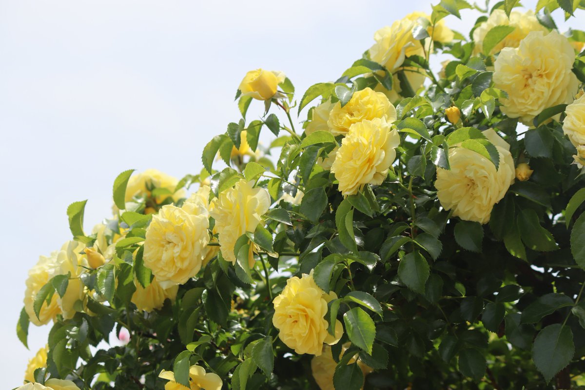 yoitenkidesune9's tweet photo. #薔薇
 #ｷﾘﾄﾘｾｶｲ
 #黄色い薔薇
 #黄色の薔薇
 #黄花 https://t.co/8lBUgHQ8sZ