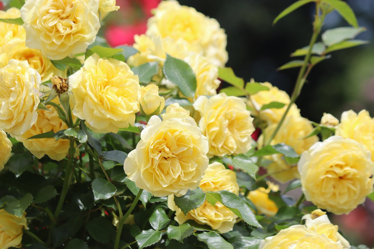 yoitenkidesune9's tweet photo. #薔薇
 #ｷﾘﾄﾘｾｶｲ
 #黄色い薔薇
 #黄色の薔薇
 #黄花 https://t.co/8lBUgHQ8sZ