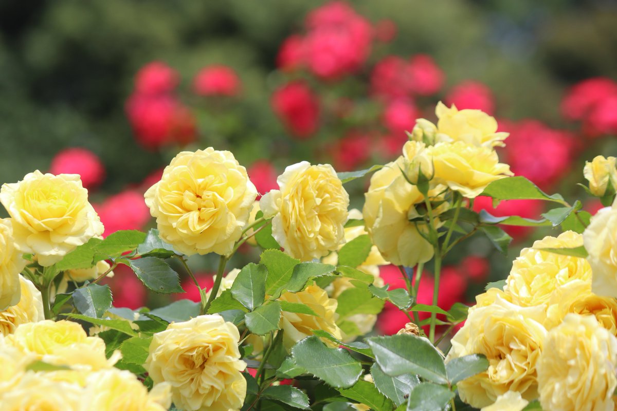 yoitenkidesune9's tweet photo. #薔薇
 #ｷﾘﾄﾘｾｶｲ
 #黄色い薔薇
 #黄色の薔薇
 #黄花 https://t.co/8lBUgHQ8sZ