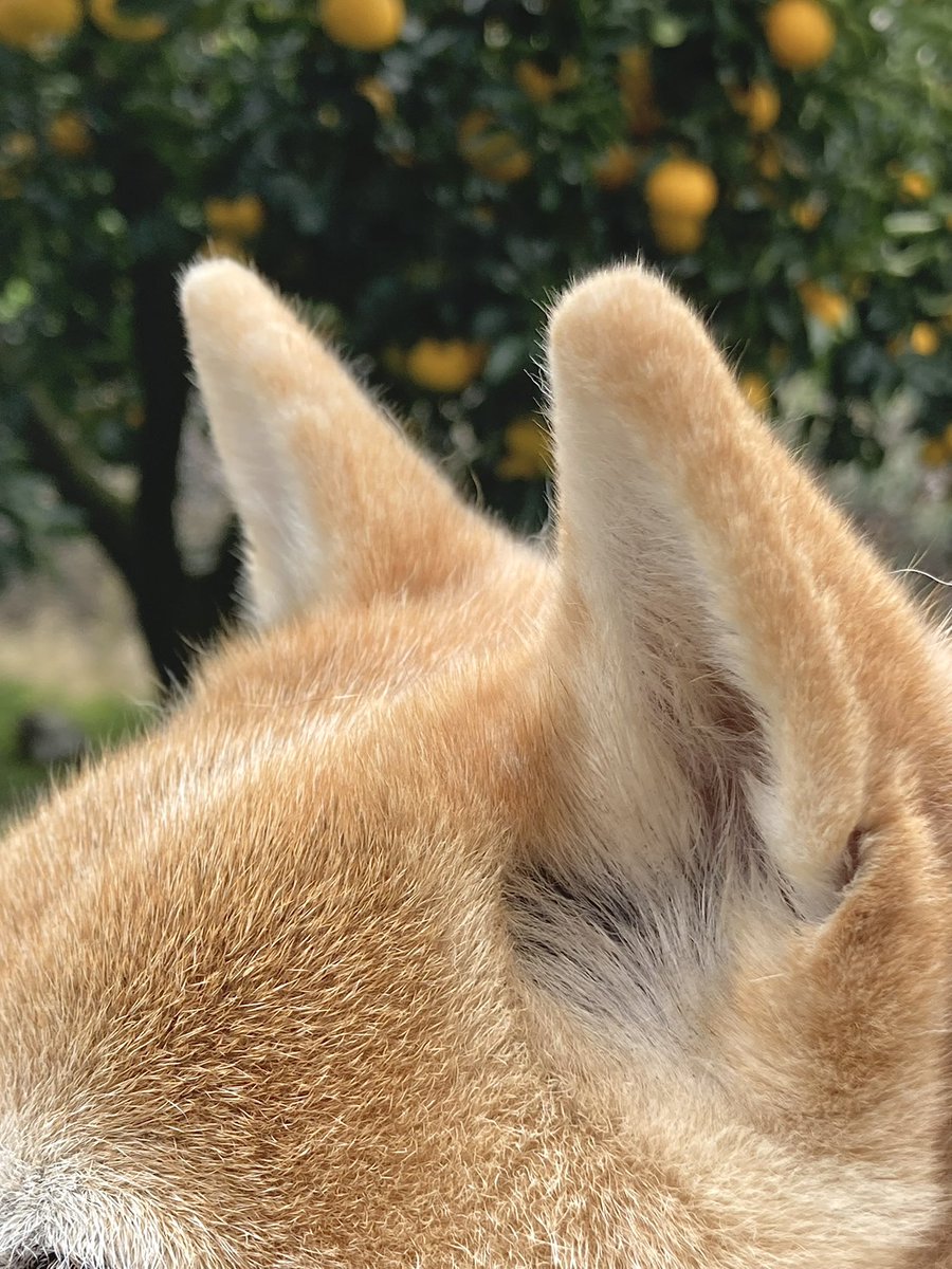 inu_10kg's tweet photo. おはようさん
画面越しに犬撫でて今日も一日なんとか https://t.co/Cs8H2qCG3E
