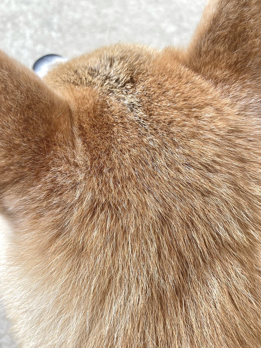 inu_10kg's tweet photo. おはようさん
画面越しに犬撫でて今日も一日なんとか https://t.co/Cs8H2qCG3E