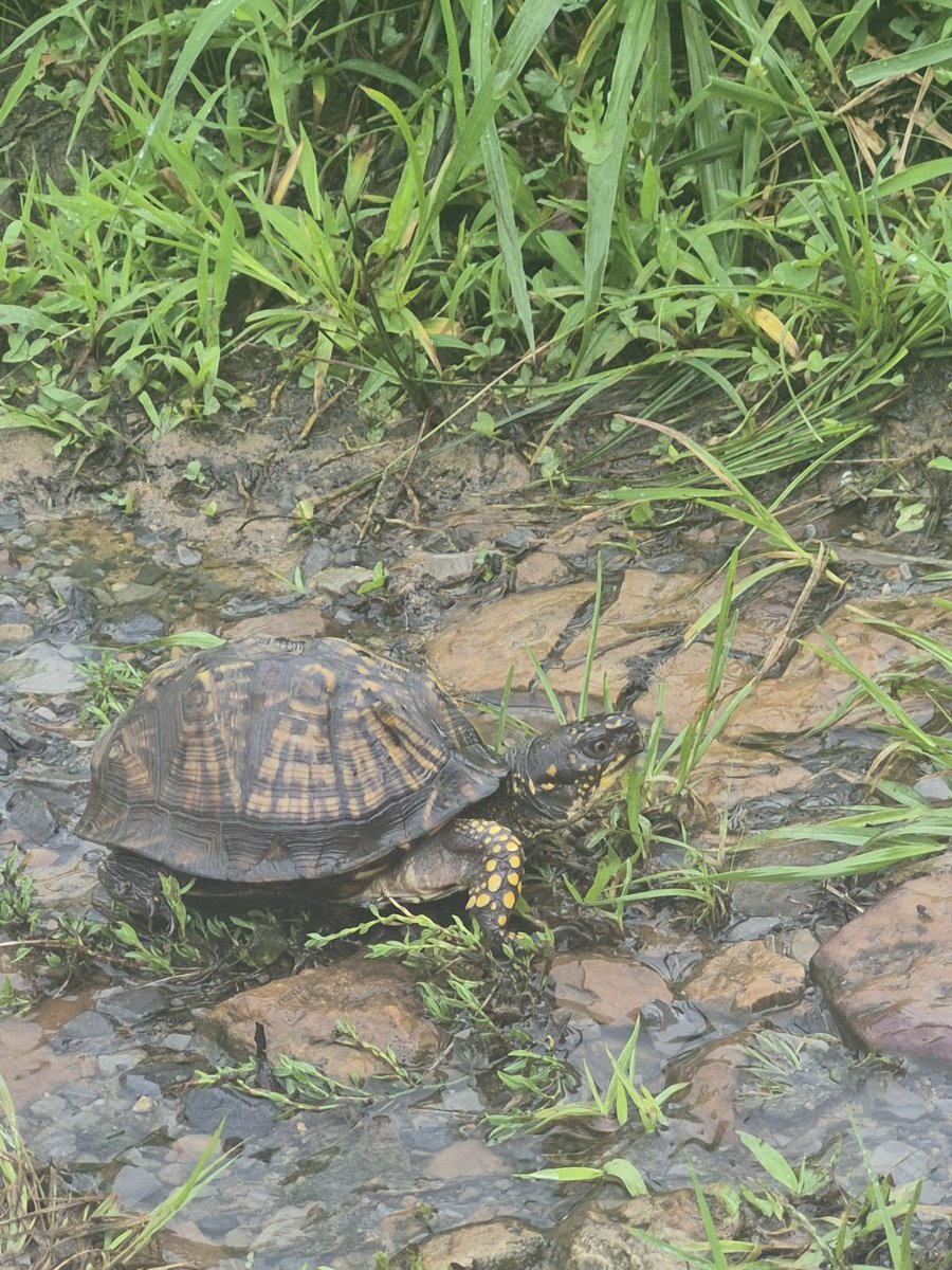 DistinctlyBill's tweet photo. Ich habe zu hause eine Schildkröte gefunden https://t.co/ou8KSWNyeA